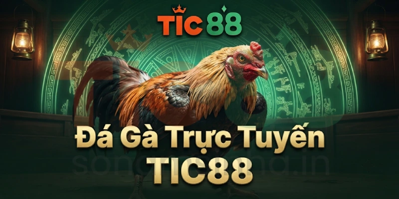 Livestream Trực Tiếp Các Trận Đá Gà Chân Thực
